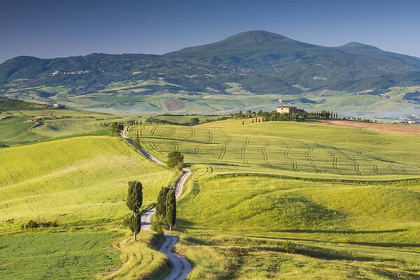 Road leading to Terrapille, Val d Orcia, Tuscany, Italy