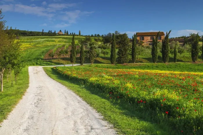 Framed Print : Road Leading to Villa, Tuscany, Italy Framed Print : Road Leading to Villa, Tuscany, Italy