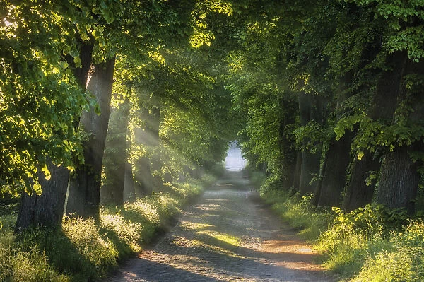 Road lined with old lime trees at Schaalsee, Schaalsee Biosphere Reserve