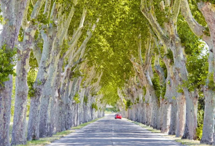 Framed Print : Road Lined with Plain Trees, Saint Remy de Provence, France Framed Print : Road Lined with Plain Trees, Saint Remy de Provence, France