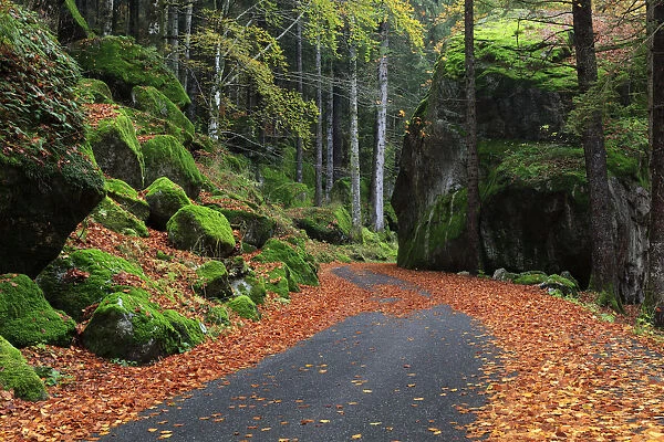 Road passing throught Masino Forest in autumn, val Masino, province of Sondrio, Lombardy