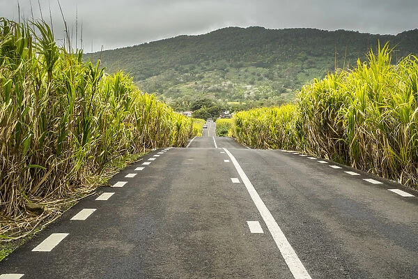 Road through sugar cane fields, Flacq District, Mauritius