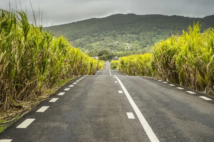 Framed Print : Road through sugar cane fields, Flacq District, Mauritius Framed Print : Road through sugar cane fields, Flacq District, Mauritius