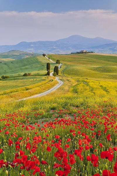 Road to Villa Terrapille, near Pienza, Tuscany, Italy