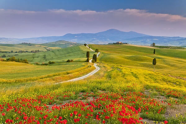 Road to Villa Terrapille, near Pienza, Tuscany, Italy