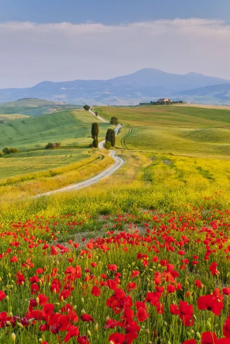 Framed Print : Road to Villa Terrapille, near Pienza, Tuscany, Italy