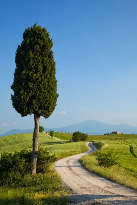Framed Print : Road to Villa Terrapille, near Pienza, Tuscany, Italy Framed Print : Road to Villa Terrapille, near Pienza, Tuscany, Italy