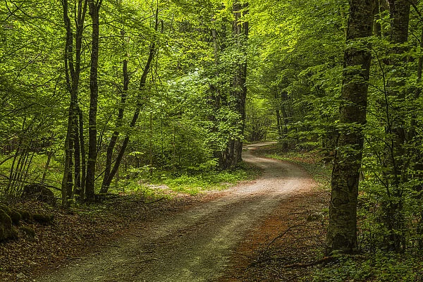A road in the woods illuminated by sunlight passing through the foliage. Abruzzo, Italy