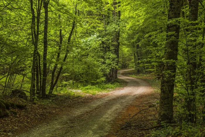 Framed Print : A road in the woods illuminated by sunlight passing through the foliage. Abruzzo, Italy Framed Print : A road in the woods illuminated by sunlight passing through the foliage. Abruzzo, Italy