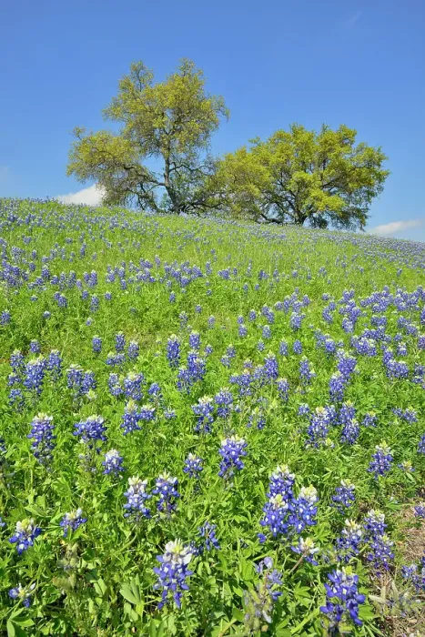 Framed Print : Roadside bluebonnets and oak trees, Travis County near Marble Falls, Texas, USA Framed Print : Roadside bluebonnets and oak trees, Travis County near Marble Falls, Texas, USA