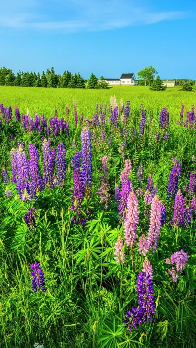 Framed Print : Roadside lupines, Rollo Bay, PEI Prince Edward Island, Canada