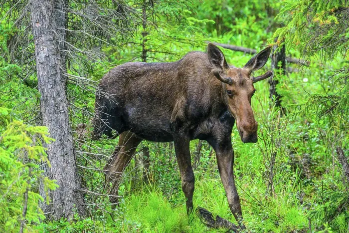 Framed Print : Roadside moose (Alces alces), Muncho Lake Provincial Park, British Columbia BC, Canada Framed Print : Roadside moose (Alces alces), Muncho Lake Provincial Park, British Columbia BC, Canada