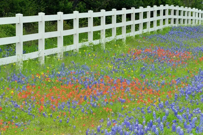 Framed Print : Roadside wildflowers and fenceline, Burnet County, Texas, USA Framed Print : Roadside wildflowers and fenceline, Burnet County, Texas, USA