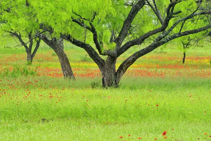 Framed Print : Roadside wildflowers and mesquite trees along Segura Lane, Llano County, Texas, USA Framed Print : Roadside wildflowers and mesquite trees along Segura Lane, Llano County, Texas, USA