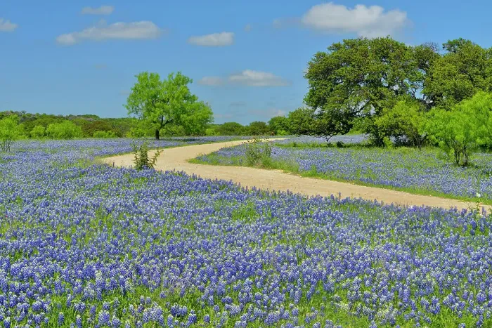 Framed Print : Roadside wildflowers along Threadgill Creek Road featuring Texas bluebonnets, Mason County, Texas, USA