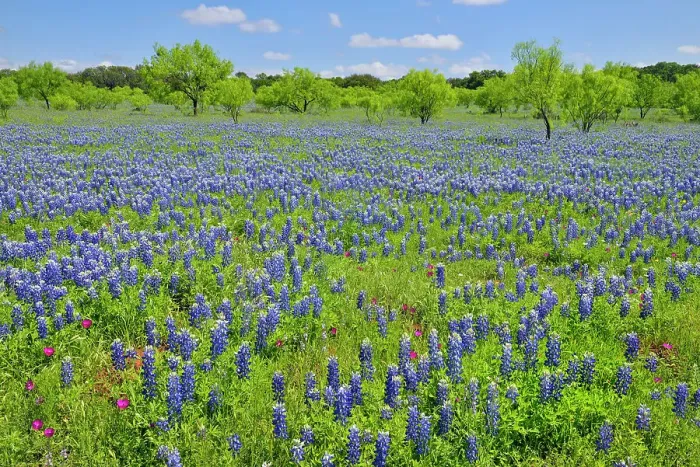 Framed Print : Roadside wildflowers along Threadgill Creek Road featuring Texas bluebonnets and winecup, Mason County, Texas, USA Framed Print : Roadside wildflowers along Threadgill Creek Road featuring Texas bluebonnets and winecup, Mason County, Texas, USA