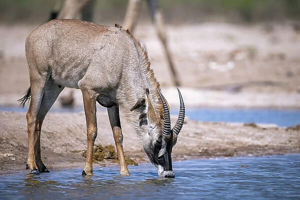Roan Antelope drinking, Okavango Delta, Botswana