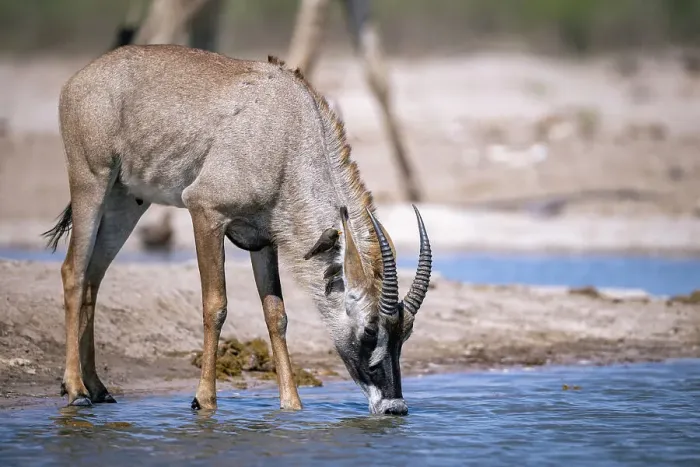 Framed Print : Roan Antelope drinking, Okavango Delta, Botswana Framed Print : Roan Antelope drinking, Okavango Delta, Botswana