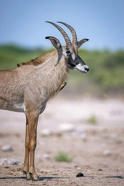 Roan Antelope, Okavango Delta, Botswana