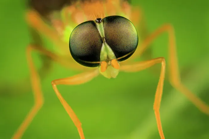 Framed Print : Robberfly, Ontario, Canada Framed Print : Robberfly, Ontario, Canada