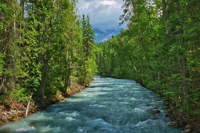 Framed Print : Robson River. Keeny Lake Trail. Inland temperate rain forest Framed Print : Robson River. Keeny Lake Trail. Inland temperate rain forest