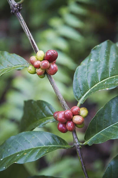 Robusta coffee berries on tree, Kalibaru, Java, Indonesia