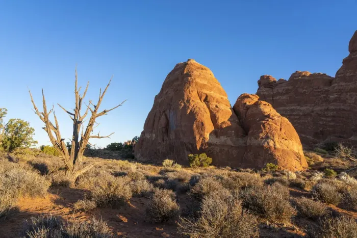Framed Print : Rock formation and a bare tree illuminated by rising sun, Skyline Arch Trail Framed Print : Rock formation and a bare tree illuminated by rising sun, Skyline Arch Trail