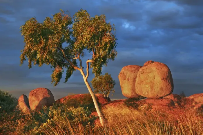 Framed Print : Rock formation at Devils Marbles with eucalyptus - Australia, Northern Territory Framed Print : Rock formation at Devils Marbles with eucalyptus - Australia, Northern Territory