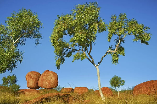 Rock formation at Devils Marbles with eucalyptus tree - Australia, Northern Territory