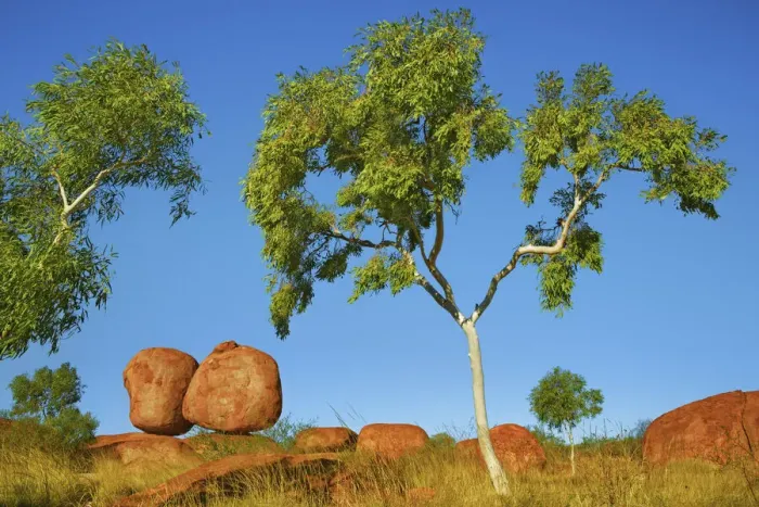 Framed Print : Rock formation at Devils Marbles with eucalyptus tree - Australia, Northern Territory Framed Print : Rock formation at Devils Marbles with eucalyptus tree - Australia, Northern Territory