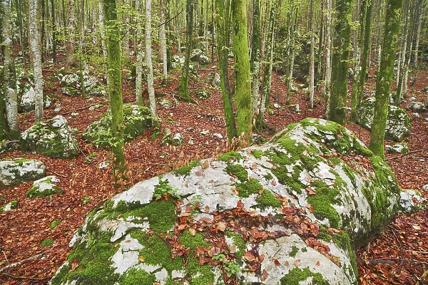 Rock formation mosscovered in deciduous forest - Slovenia, Gorenjska, Bohinjsko Jezero