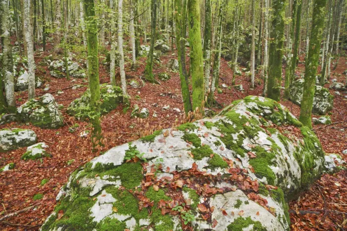 Framed Print : Rock formation mosscovered in deciduous forest - Slovenia, Gorenjska, Bohinjsko Jezero Framed Print : Rock formation mosscovered in deciduous forest - Slovenia, Gorenjska, Bohinjsko Jezero