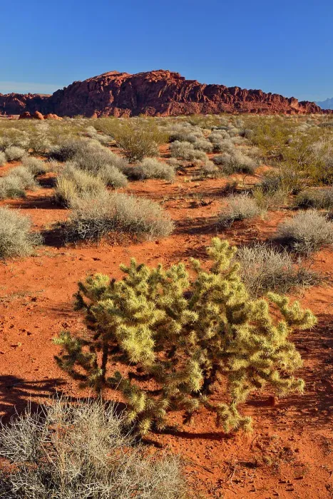 Framed Print : Rock formations and Mojave desert scrub community, Valley of Fire State Park, Nevada, USA