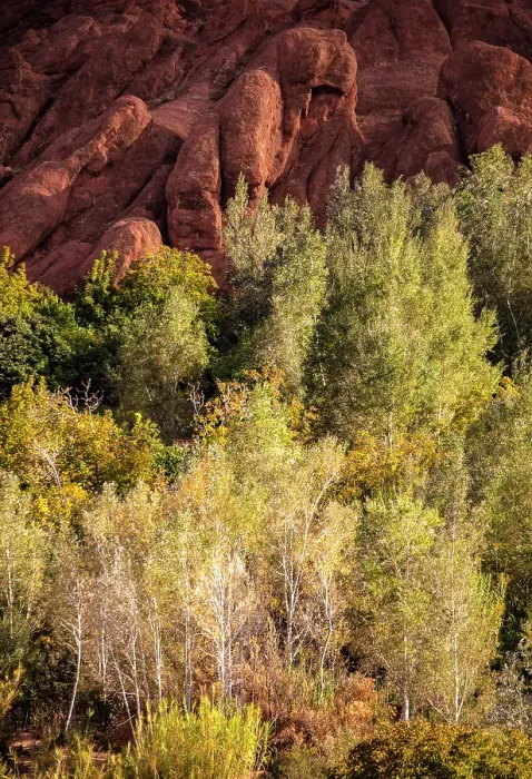Framed Print : Rock formations and trees, Dades Gorge (Dades Valley), Morocco Framed Print : Rock formations and trees, Dades Gorge (Dades Valley), Morocco