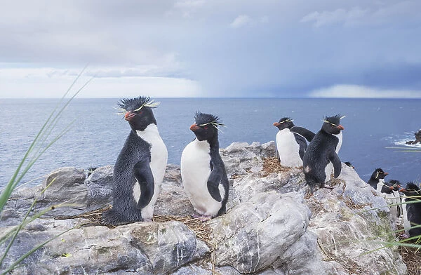 Rockhopper penguins (Eudyptes chrysocome chrysocome), East Falkland, Falkland Islands