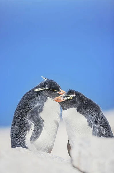 Two Rockhopper penguins (Eudyptes chrysocome chrysocome) showing affection