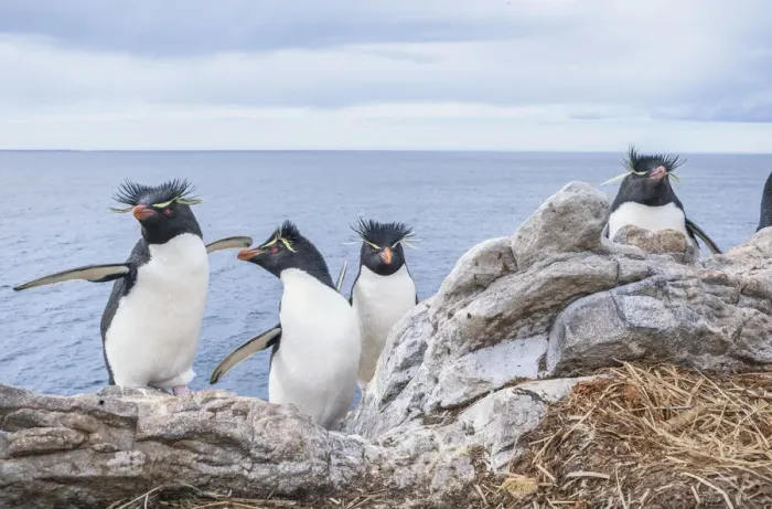 Framed Print : Rockhopper penguins (Eudyptes chrysocome chrysocome), East Falkland, Falkland Islands Framed Print : Rockhopper penguins (Eudyptes chrysocome chrysocome), East Falkland, Falkland Islands