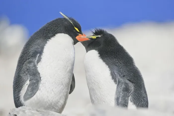 Framed Print : Two Rockhopper penguins (Eudyptes chrysocome chrysocome) showing affection Framed Print : Two Rockhopper penguins (Eudyptes chrysocome chrysocome) showing affection
