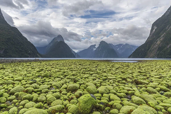 Rocks covered in green seaweed on the shore of Milford Sound with low tide. Fiordland NP