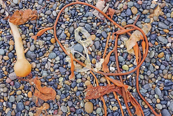 Rocks, sand and seaweed on Agate Beach. Naikoon Provincial Park. Graham Island., Haida Gwaii (formerly the Queen Charlotte Islands), British Columbia, Canada