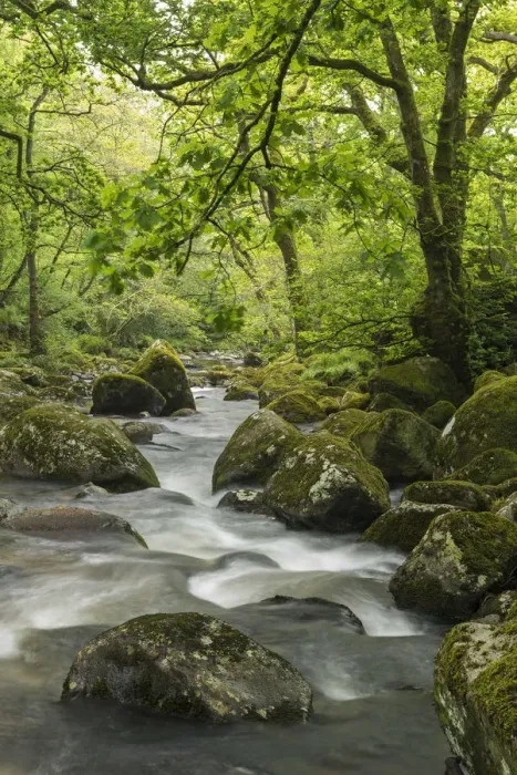 Framed Print : Rocky River Plym flowing through Dewerstone Wood, Dartmoor, Devon, England. Spring Framed Print : Rocky River Plym flowing through Dewerstone Wood, Dartmoor, Devon, England. Spring