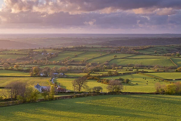 Rolling farmland countryside near Brentor, Dartmoor National Park, Devon, England