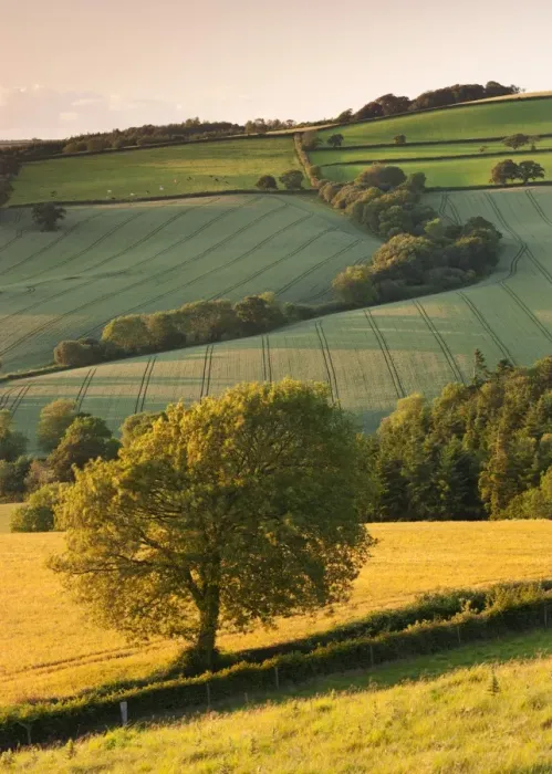 Framed Print : Rolling farmland in summertime, Devon, England. Summer Framed Print : Rolling farmland in summertime, Devon, England. Summer