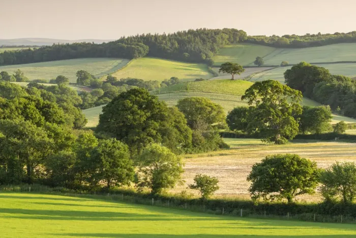 Framed Print : Rolling summer countryside near Crediton, Devon, England. Summer (June) 2020 Framed Print : Rolling summer countryside near Crediton, Devon, England. Summer (June) 2020