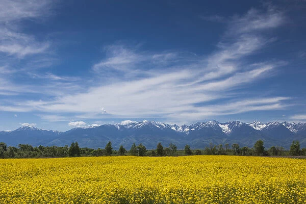 Romania, Transylvania, Fagaras, Fagaras Mountains and rapeseed field, spring