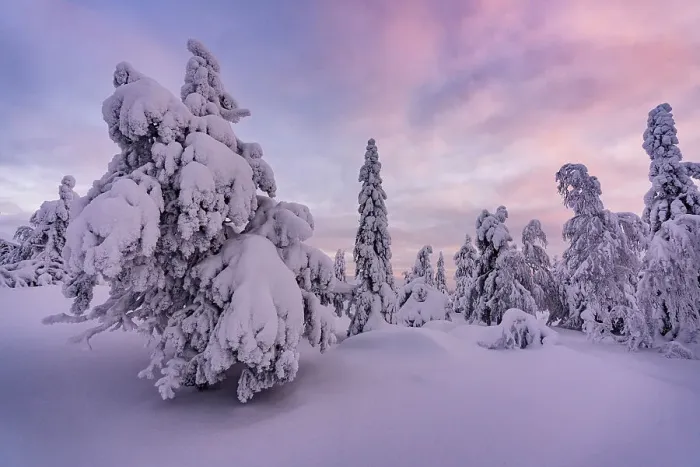 Framed Print : Romantic sky at sunrise over a frozen snowy forest, Lapland, Finland Framed Print : Romantic sky at sunrise over a frozen snowy forest, Lapland, Finland