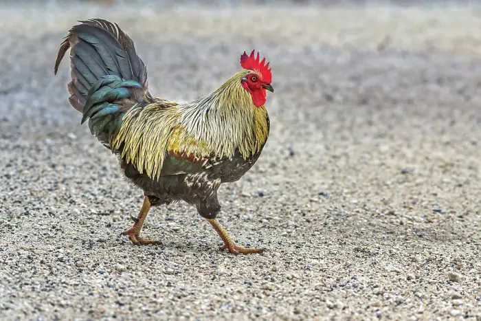 Framed Print : Rooster, Grand Cayman, British West Indies