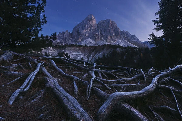 Roots below the Sass de Putia at dusk in the Dolomites, Italy