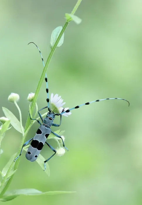 Framed Print : Rosalia longicorn (Rosalia alpina) or Alpine longhorn beetle, Bovec, Julian Alps, Slovenia Framed Print : Rosalia longicorn (Rosalia alpina) or Alpine longhorn beetle, Bovec, Julian Alps, Slovenia