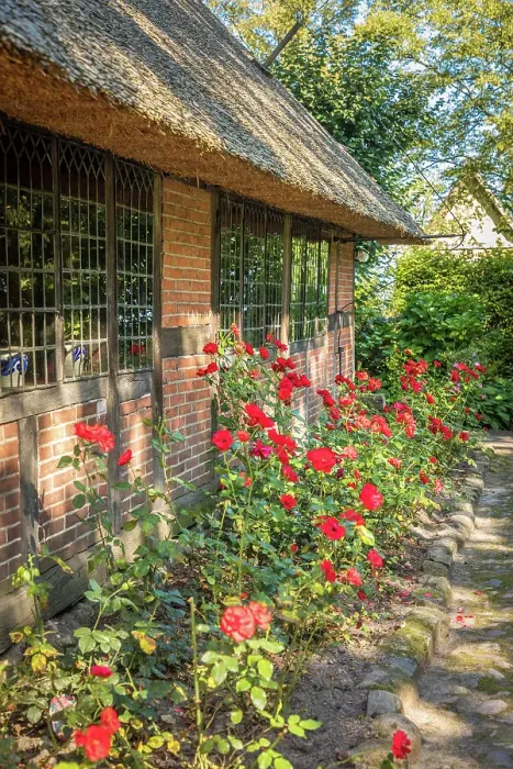 Framed Print : Rose bed in the Ammerlaender Farmhouse open-air museum, Bad Zwischenahn, Oldenburger Land, Lower Saxony, Germany Framed Print : Rose bed in the Ammerlaender Farmhouse open-air museum, Bad Zwischenahn, Oldenburger Land, Lower Saxony, Germany